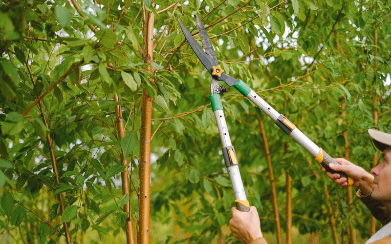 Tree trimming in Monee, IL